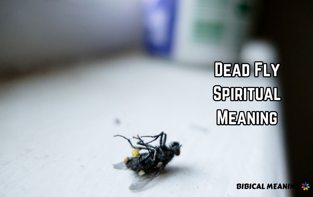 Dead Fly Spiritual Meaning