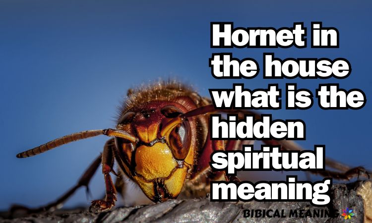 Hornet in the house what is the hidden spiritual meaning