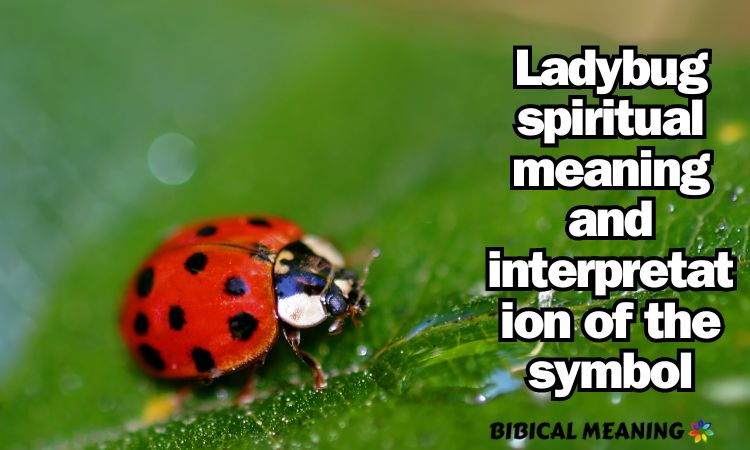 Ladybug spiritual meaning and interpretation of the symbol