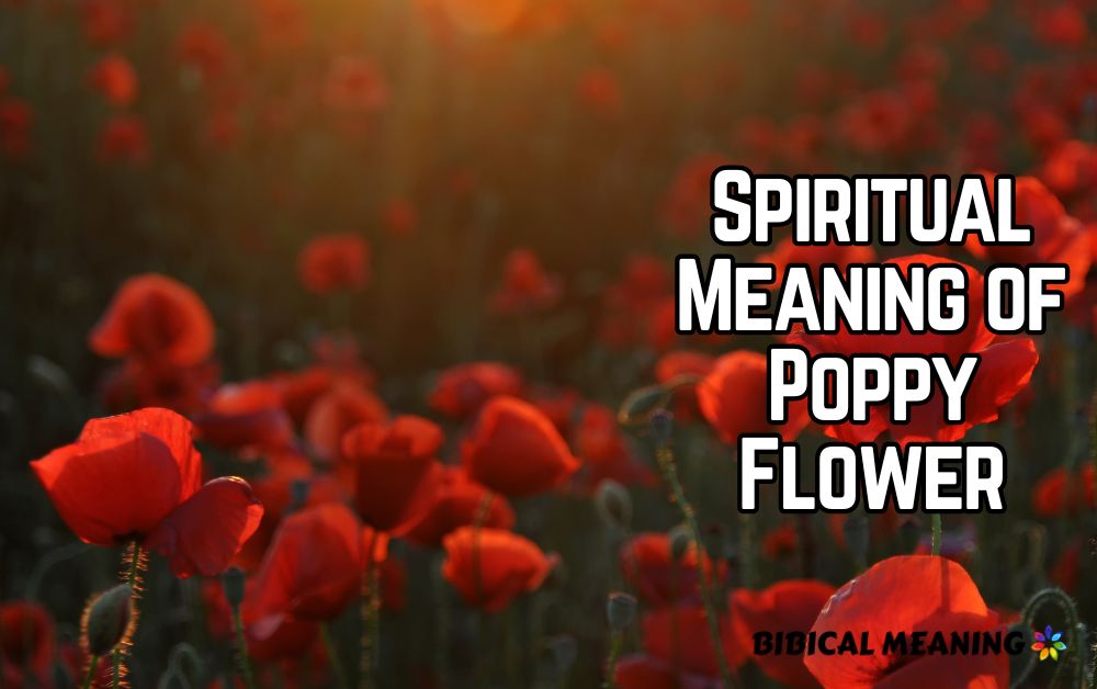 Spiritual Meaning of Poppy Flower