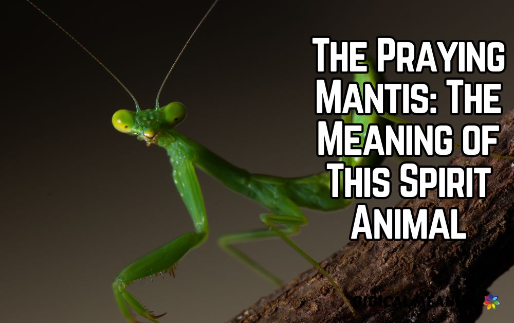 Spiritual Meaning of Praying Mantis