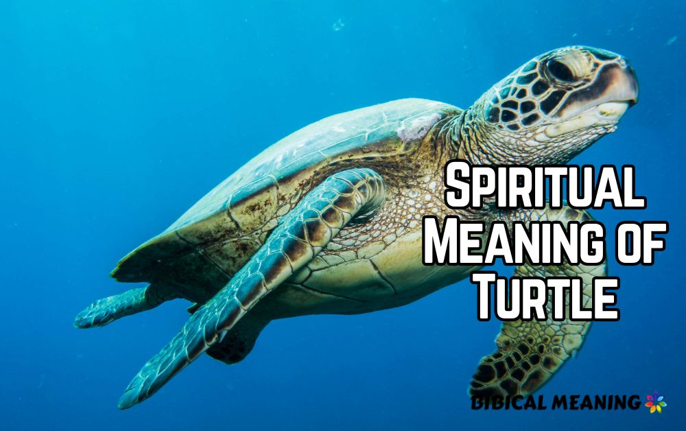 Spiritual Meaning of Turtle