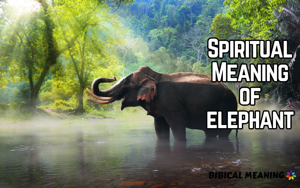 Spiritual Meaning of elephant