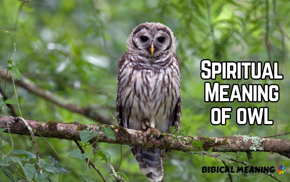 Spiritual Meaning of owl