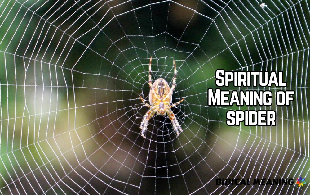 Spiritual Meaning of spider