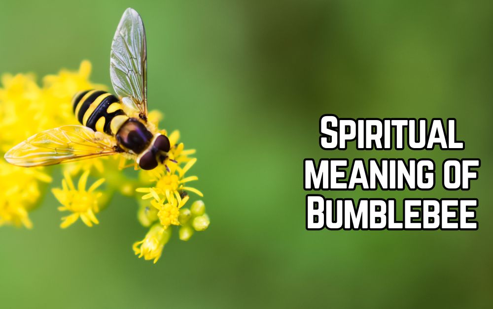 Spiritual meaning of Bumblebee