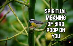 Spiritual meaning of bird poop on you