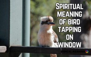 Spiritual meaning of bird tapping on window