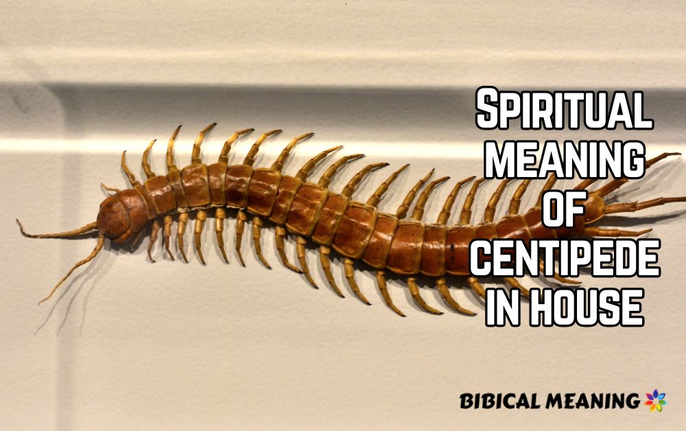 Spiritual meaning of centipede in house