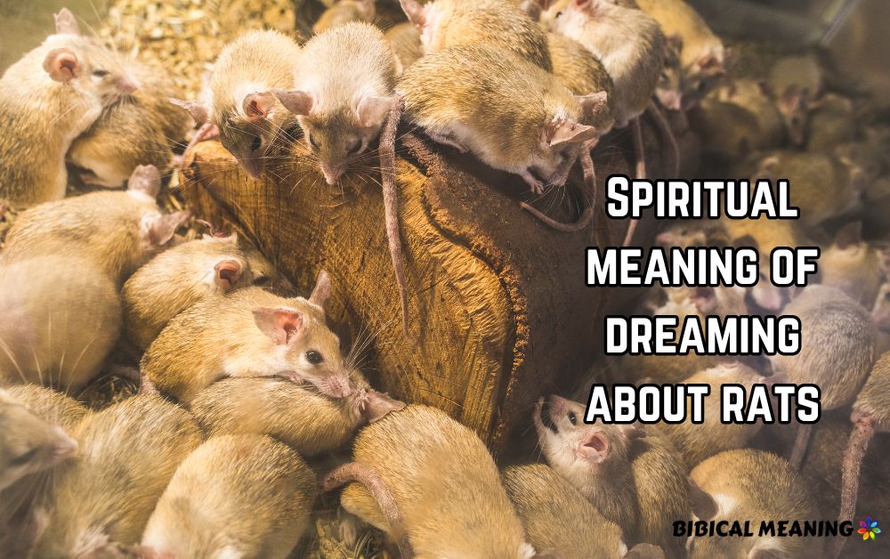 Spiritual meaning of dreaming about rats