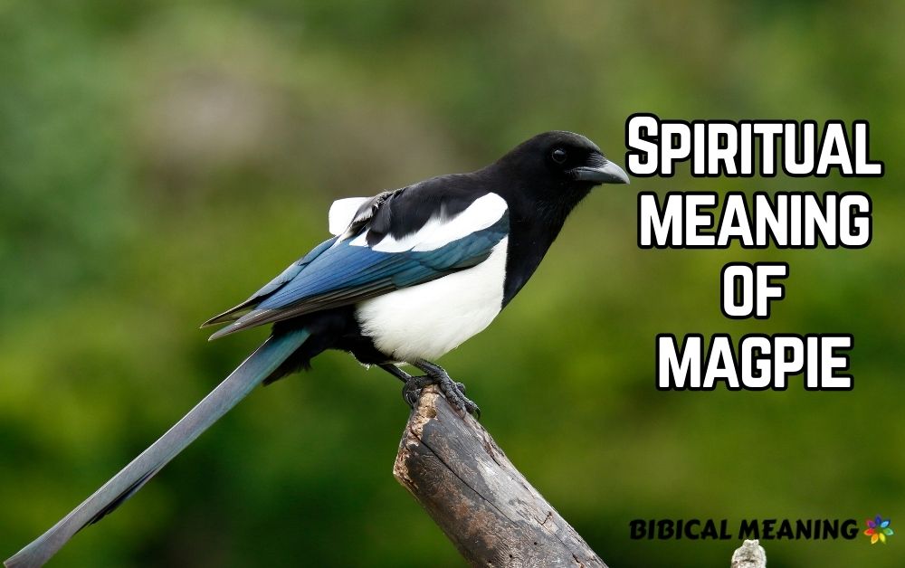 Spiritual meaning of magpie