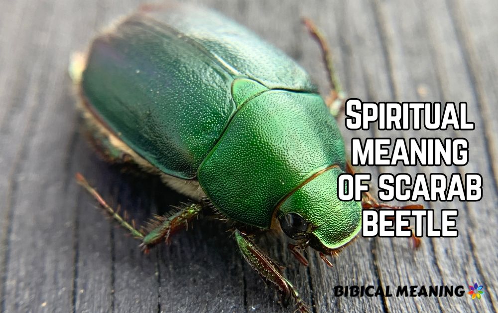 Spiritual meaning of scarab beetle