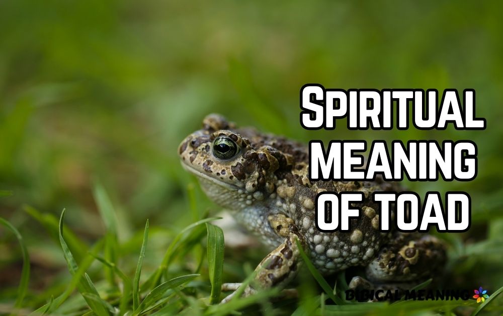 Spiritual meaning of toad