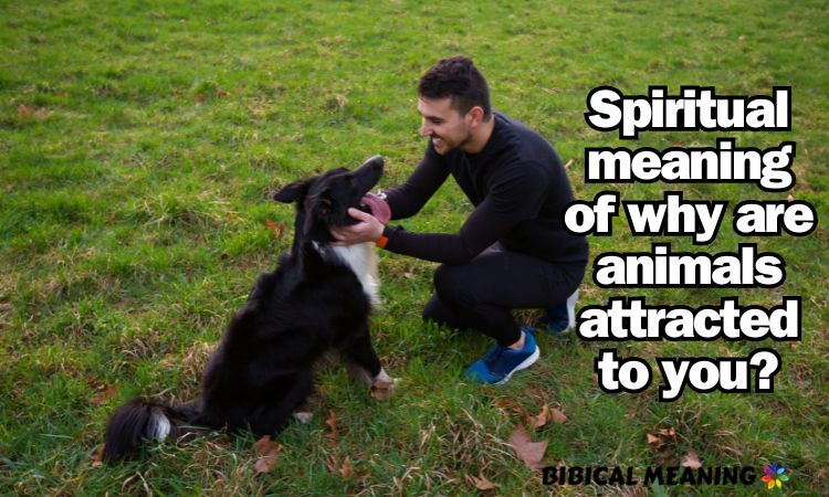 Spiritual meaning of why are animals attracted to you