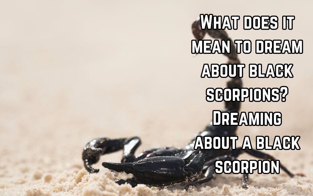 What does it mean to dream about black scorpions? Dreaming about a black scorpion