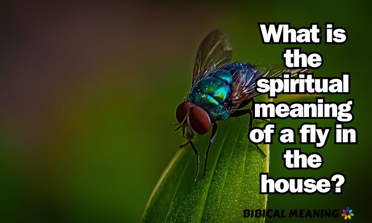 What is the spiritual meaning of a fly in the house