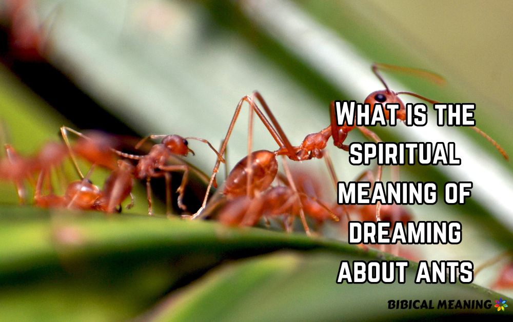 What is the spiritual meaning of dreaming about ants