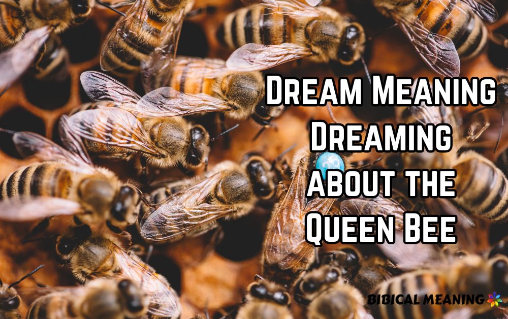 Dream Meaning Dreaming about the Queen Bee