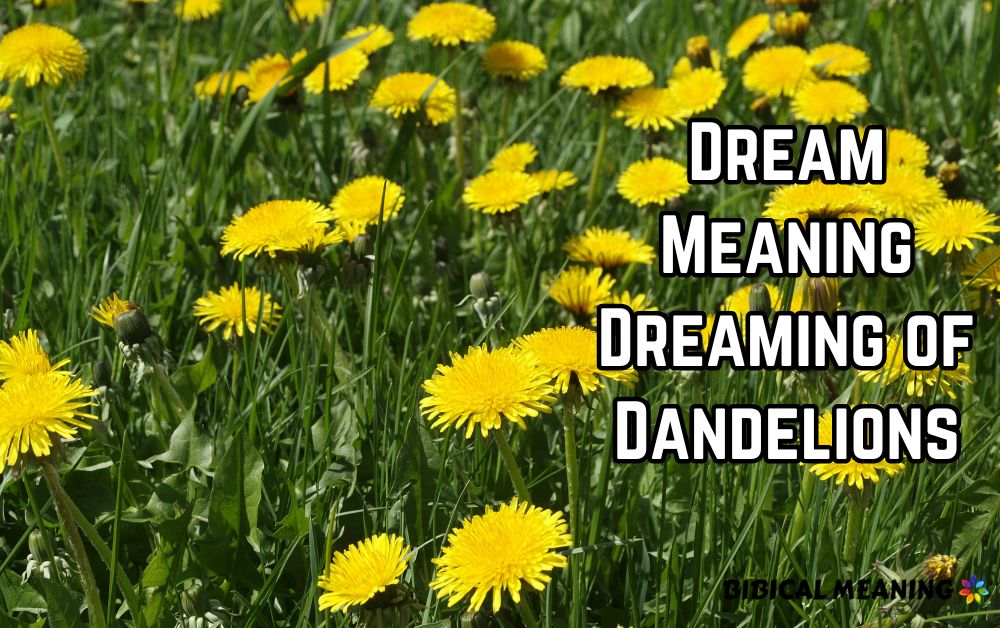 Dream Meaning Dreaming of Dandelions